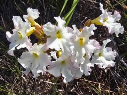 Harveya capensis in flower